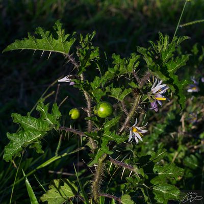 Solanum palinacanthum, photographed by Reinaldo de Oliveira Elias