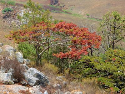 Brachystegia spiciformis, photographed by i_c_riddell