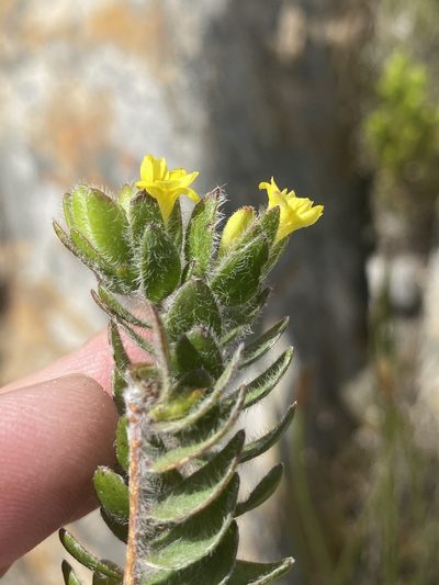 Gnidia sonderiana, photographed by Dave U