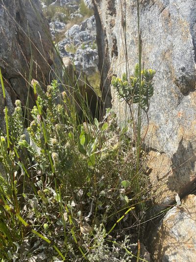 Gnidia sonderiana, photographed by Dave U