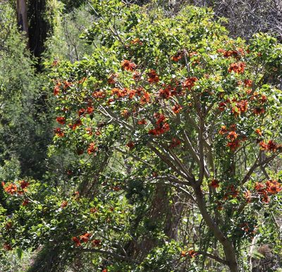 Erythrina afra, photographed by Dave Brown