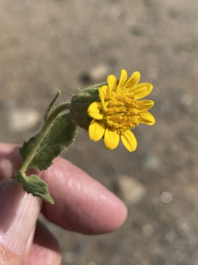 Simsia foetida, photographed by Jim Riley