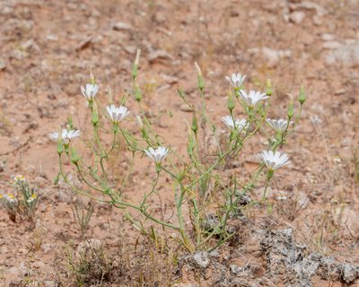 Calycoseris wrightii