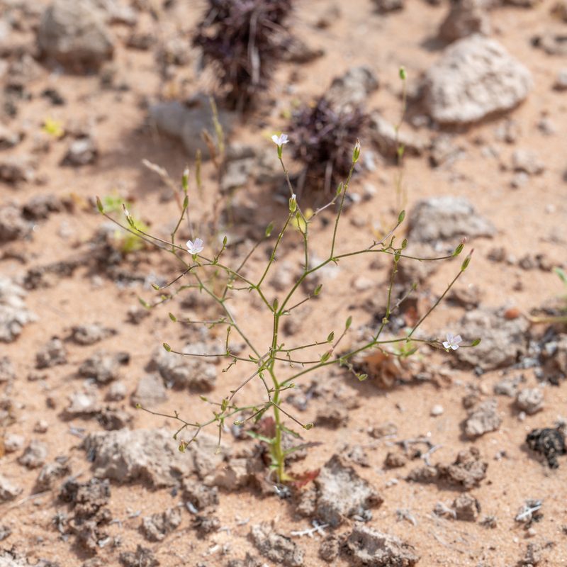 Prenanthella exigua, photographed by Dominic Gentilcore