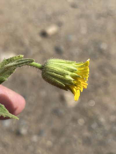 Simsia foetida, photographed by Jim Riley