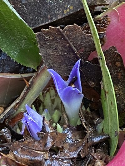 Neoregelia carolinae, photographed by Jean-Paul Boerekamps