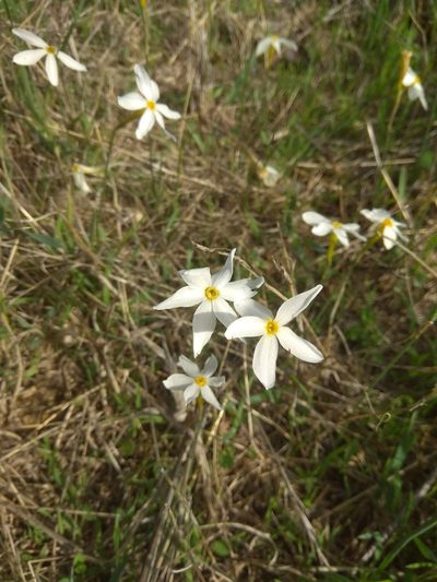 Narcissus serotinus, photographed by Santiago Martín-Bravo