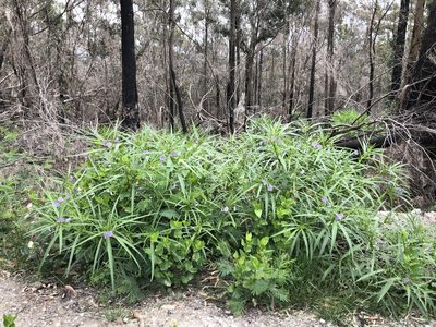 Solanum vescum, photographed by libby hepburn