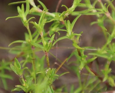 Carpacoce spermacocea, photographed by Tony Rebelo