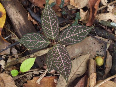 Prestonia quinquangularis, photographed by Michael Bakker Paiva