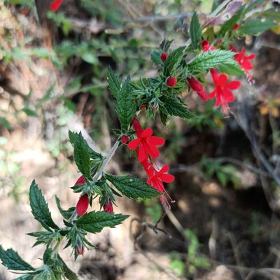 Loeselia mexicana, photographed by Juan Carlos Fonseca Mata