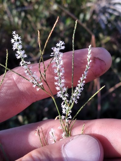 Polygonella ciliata, photographed by Scott Ward