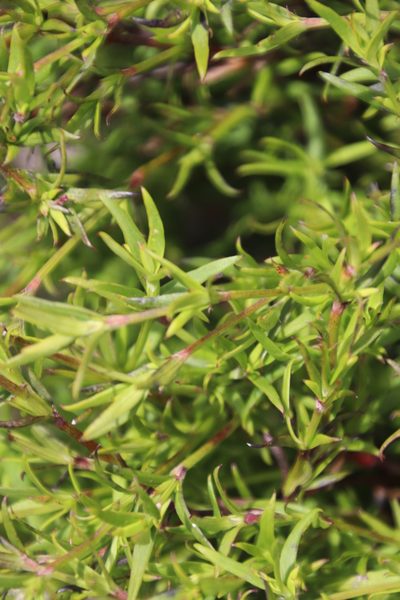 Carpacoce spermacocea, photographed by Tony Rebelo