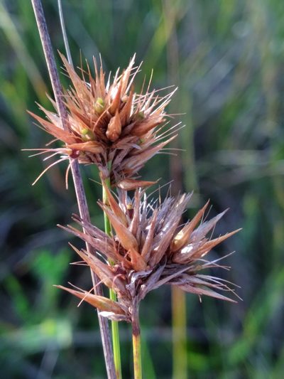 Rhynchospora megaplumosa, photographed by Scott Ward