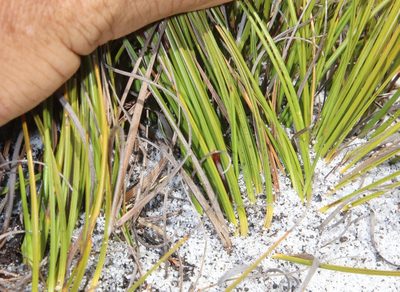 Tetraria microstachys, photographed by Tony Rebelo