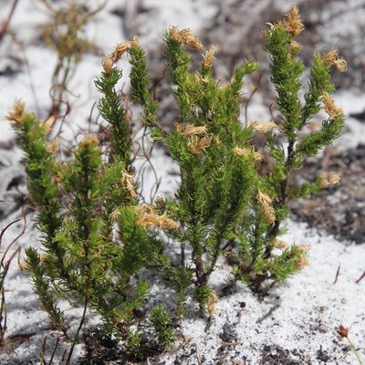 Cliffortia subsetacea, photographed by Tony Rebelo