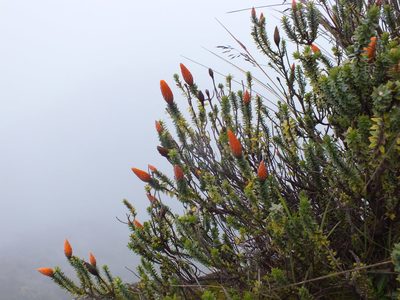 Chuquiraga jussieui, photographed by Michael Bakker Paiva