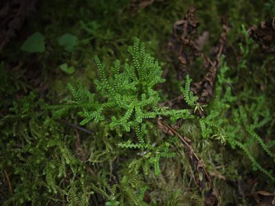 Selaginella douglasii, photographed by Kirill Ignatyev