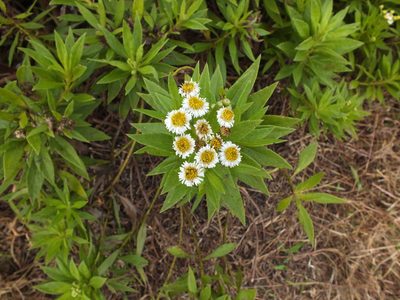 Erigeron lancifolius, photographed by Michael Bakker Paiva