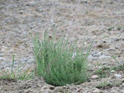 Myricaria germanica, photographed by Alice Shanks