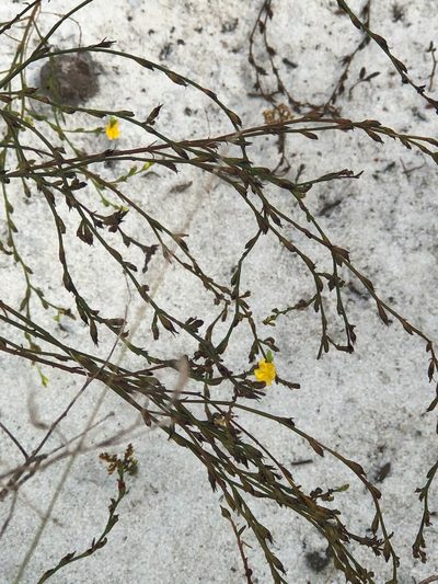 Hypericum cumulicola, photographed by novvictan