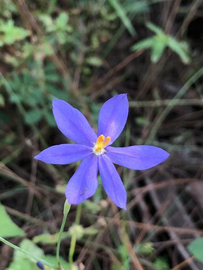 Nemastylis floridana, photographed by novvictan