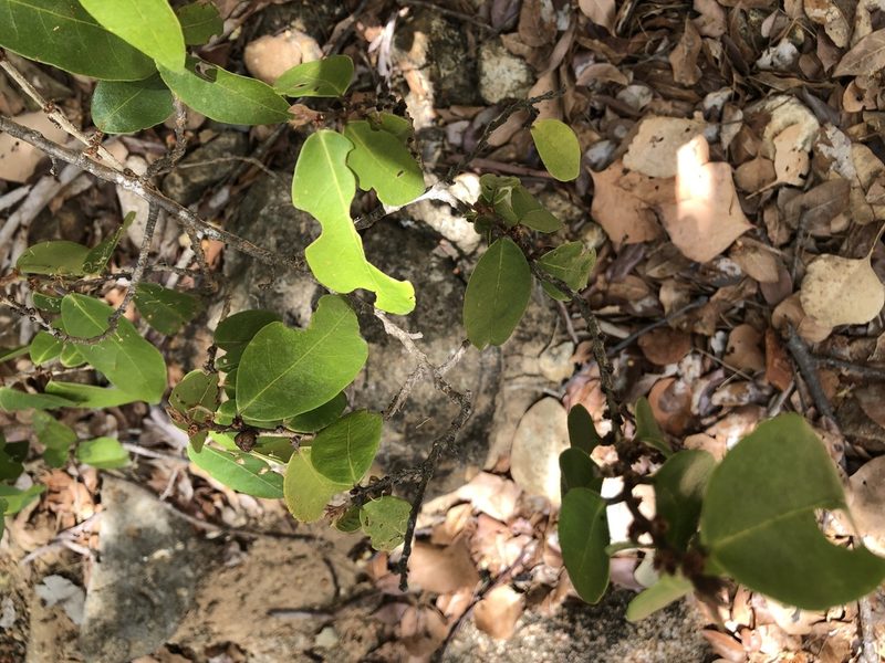 Cleistanthus xerophilus, photographed by elawrey