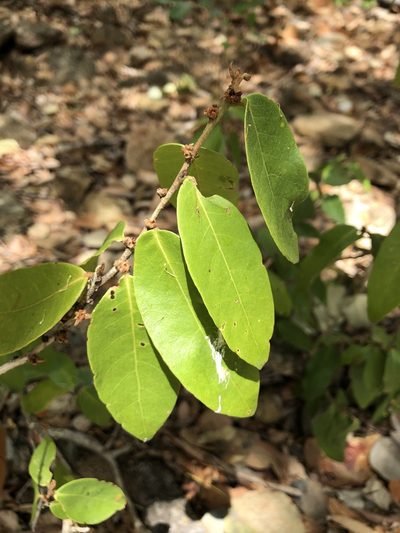 Cleistanthus xerophilus, photographed by elawrey