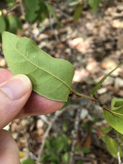 Cleistanthus xerophilus, photographed by elawrey