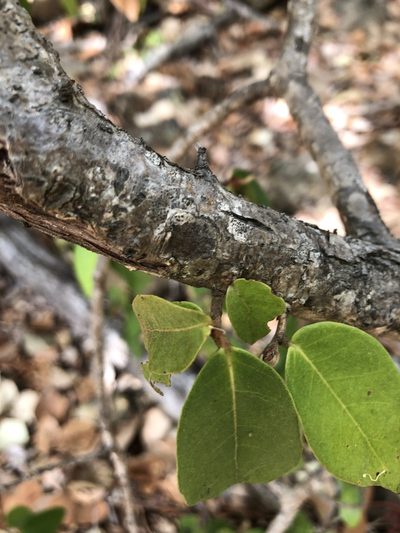 Cleistanthus xerophilus, photographed by elawrey