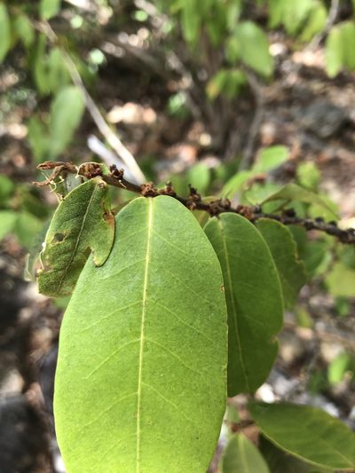 Cleistanthus xerophilus, photographed by elawrey