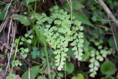 Adiantum monochlamys, photographed by harum.koh