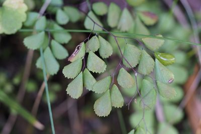 Adiantum monochlamys, photographed by harum.koh