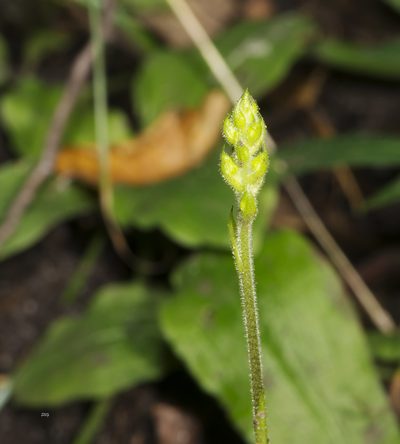 Ponthieva racemosa, photographed by Seig