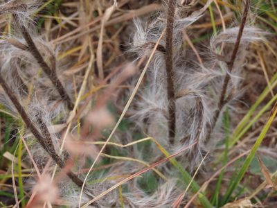 Hieracium longipilum, photographed by Jason Swanson