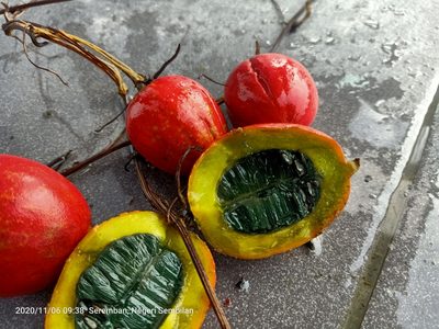 Trichosanthes tricuspidata, photographed by Ong Jyh Seng