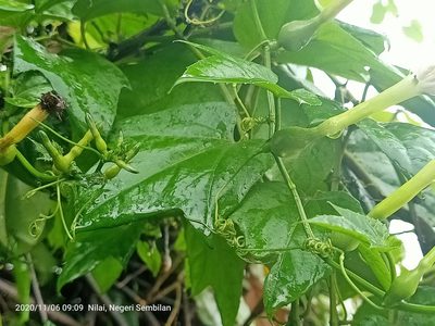 Trichosanthes tricuspidata, photographed by Ong Jyh Seng