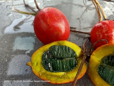 Trichosanthes tricuspidata, photographed by Ong Jyh Seng