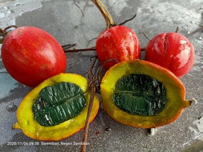Trichosanthes tricuspidata, photographed by Ong Jyh Seng