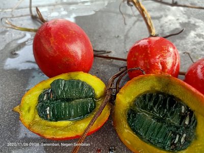Trichosanthes tricuspidata, photographed by Ong Jyh Seng