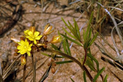 Triumfetta welwitschii, photographed by i_c_riddell
