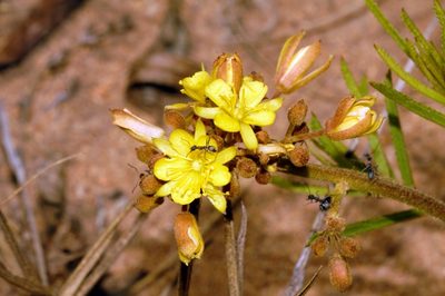 Triumfetta welwitschii, photographed by i_c_riddell