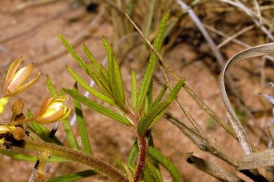 Triumfetta welwitschii, photographed by i_c_riddell