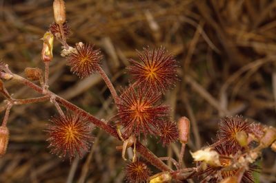 Triumfetta welwitschii, photographed by i_c_riddell