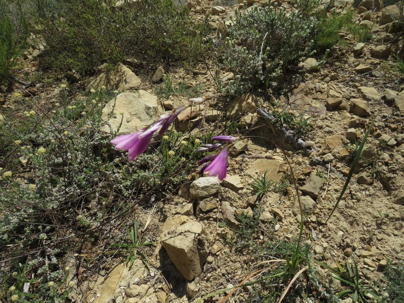 Dierama pulcherrimum, photographed by James Deacon