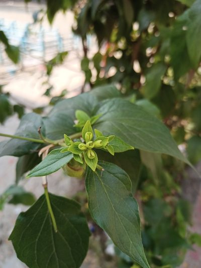 Nyctanthes arbor-tristis, photographed by Sabarni Sarker