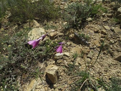 Dierama pulcherrimum, photographed by James Deacon