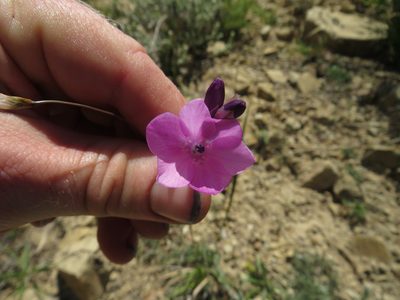 Dierama pulcherrimum, photographed by James Deacon