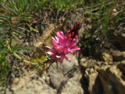 Indigofera monostachya, photographed by James Deacon