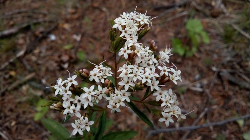 Stevia ovata, photographed by Leticia Jiménez Hernández